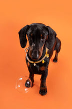 Collier en perles pour chien et chat Limoncello
