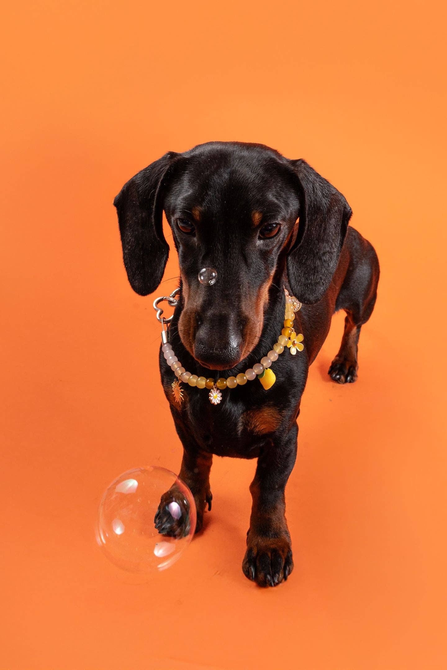 Collier en perles pour chien et chat Limoncello