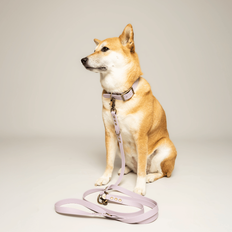 Laisse chien MULTIPOSITION biothane - LAVANDE