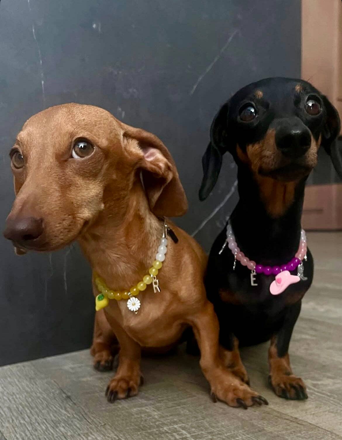 Collier en perles pour chien et chat Limoncello