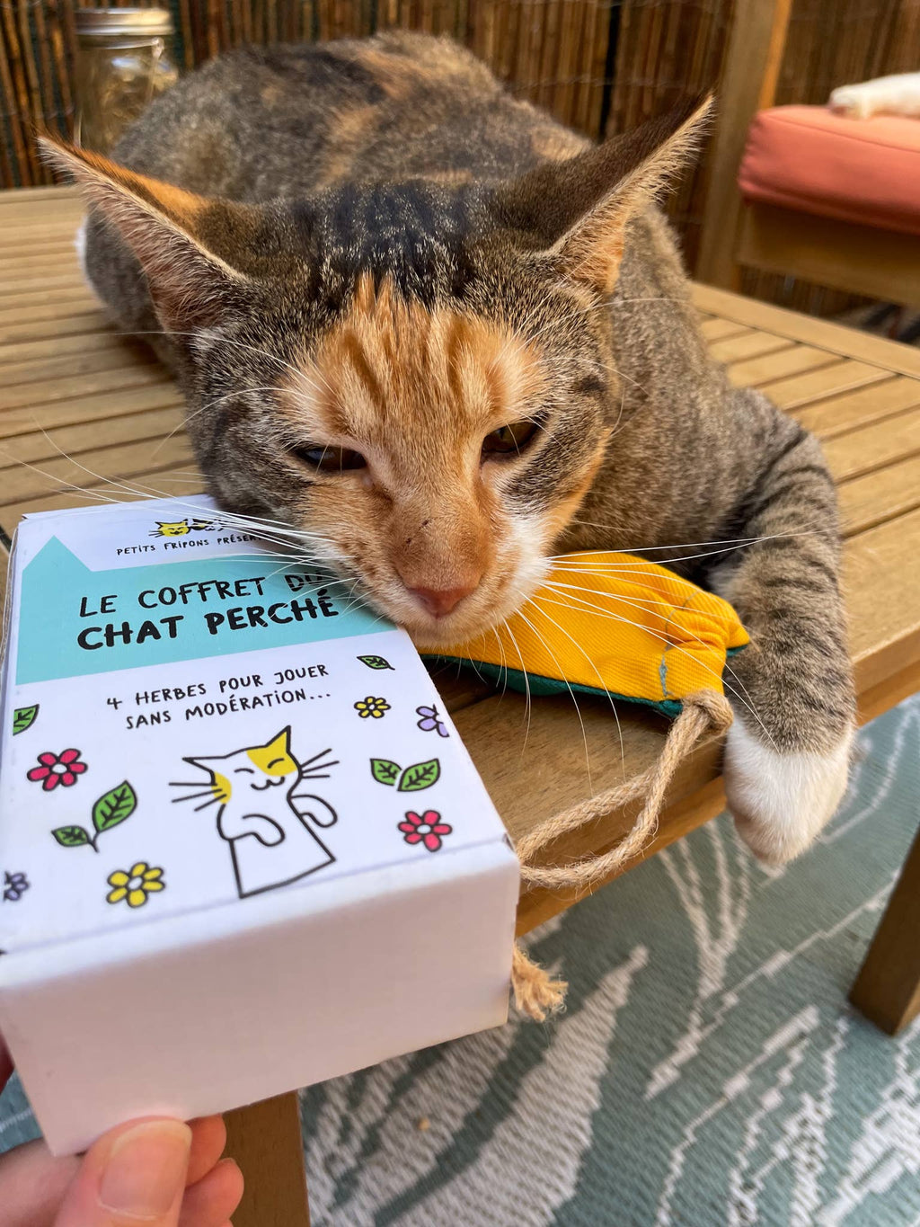 Coffret découverte herbes à chats