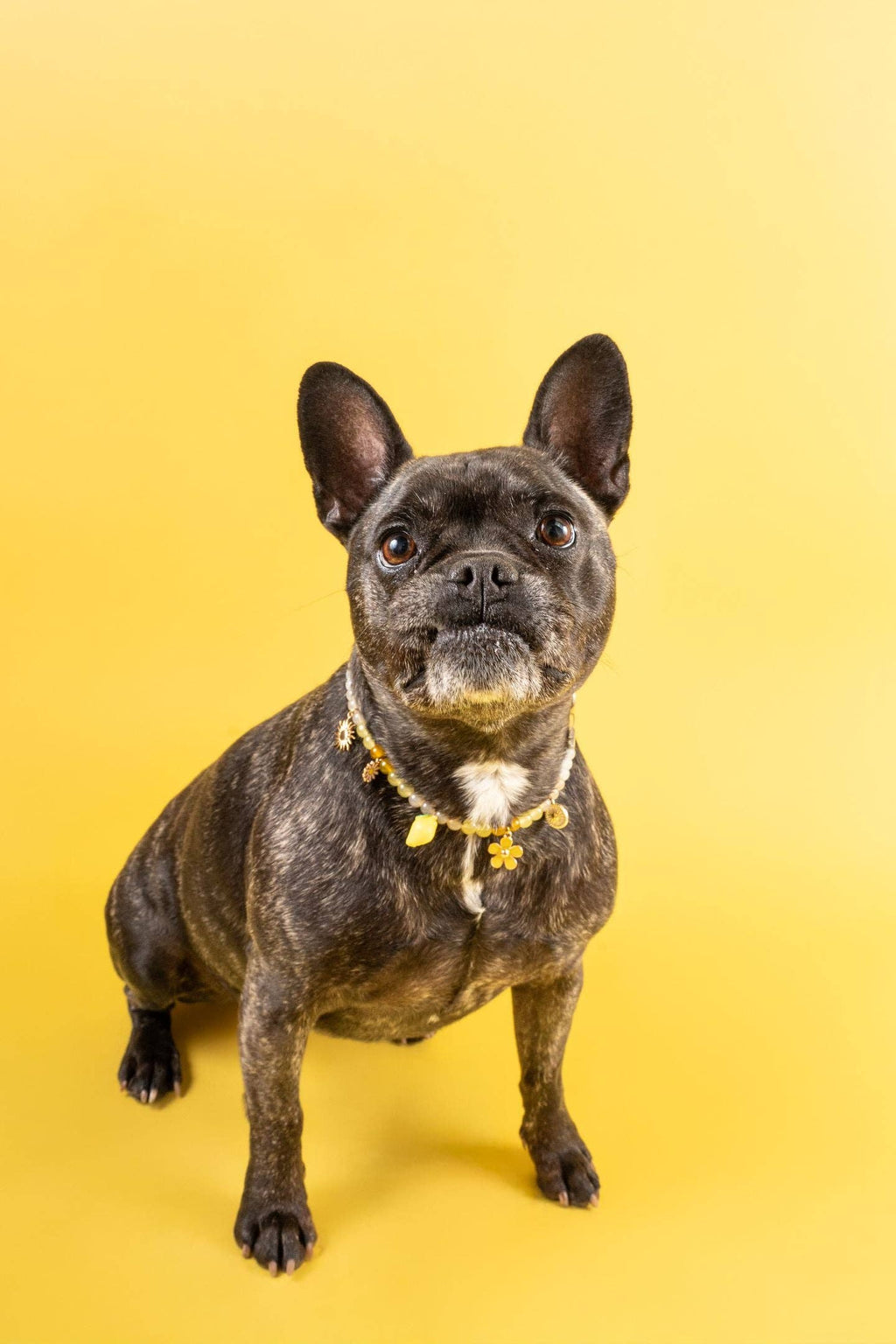 Collier en perles pour chien et chat Limoncello