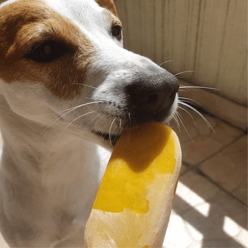Glace pour chien  coco-banane