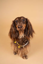 Collier en perles pour chien et chat Limoncello