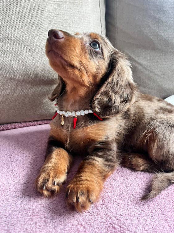 Collier en perles pour chien et chat Picante