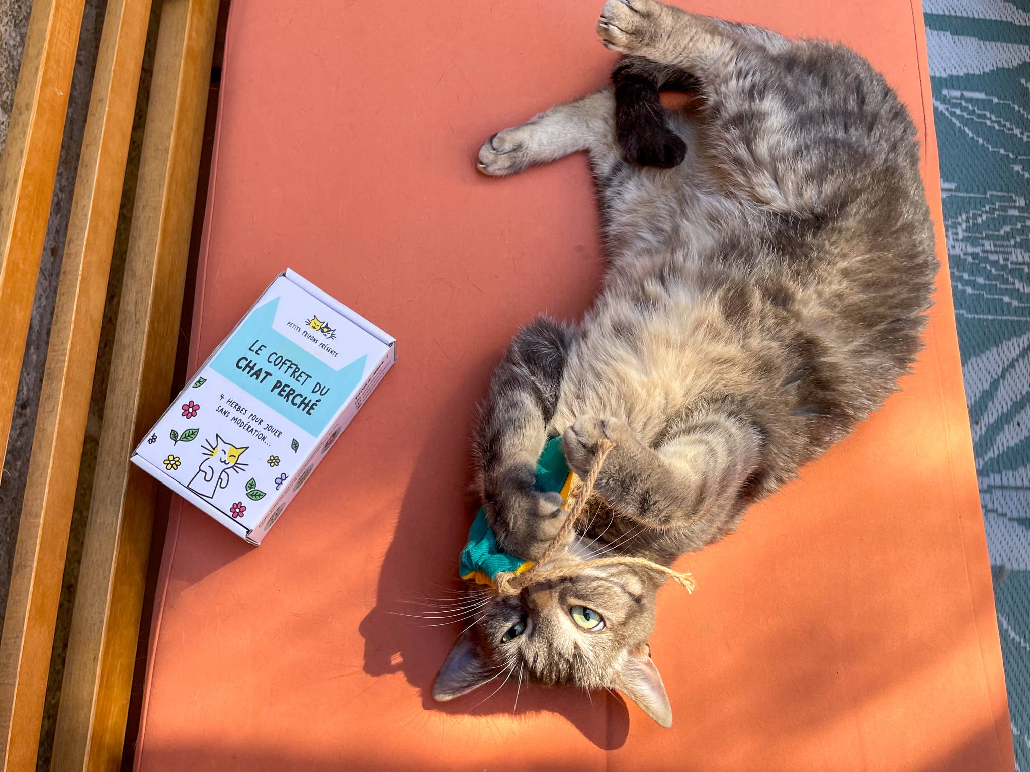Coffret découverte herbes à chats
