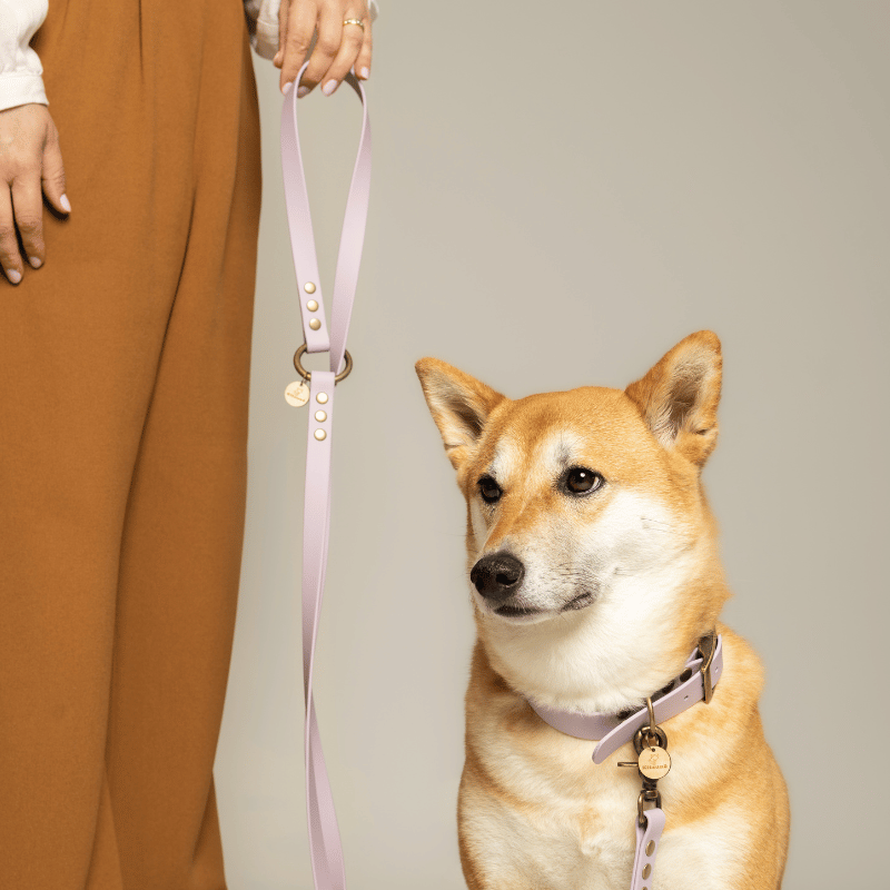 Laisse chien MULTIPOSITION biothane - LAVANDE