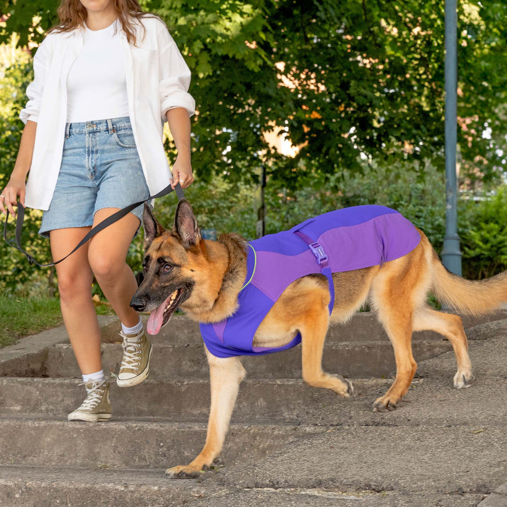 Gilet rafraîchissant Max Chill pour chien