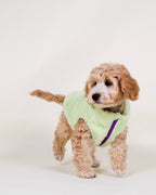 Gilet pour chien en polaire sherpa vert lime