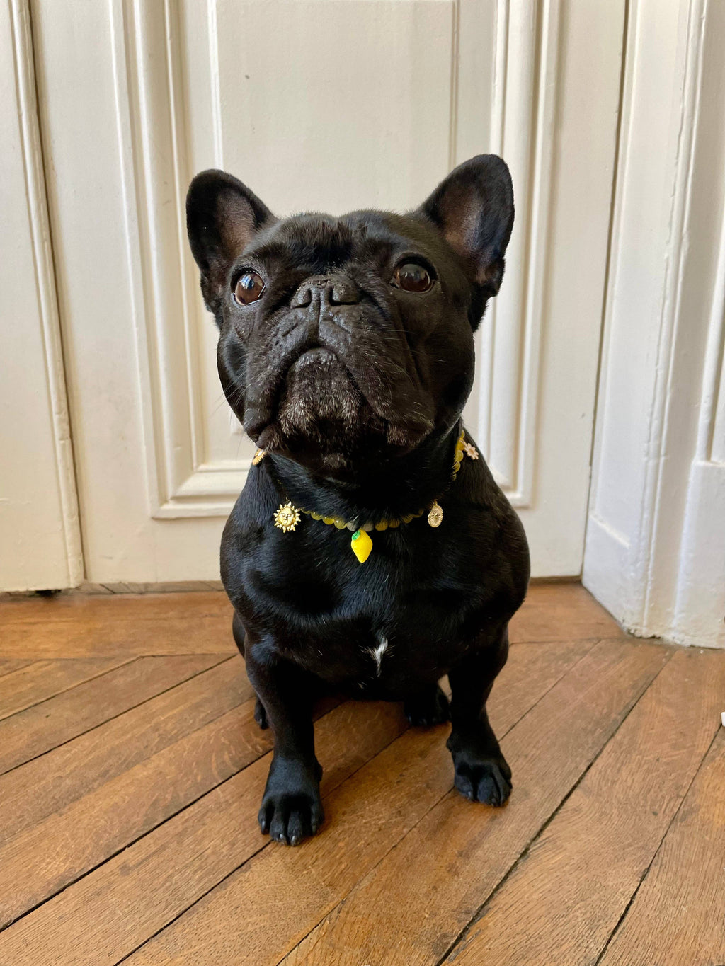 Collier en perles pour chien et chat Limoncello