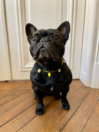 Collier en perles pour chien et chat Limoncello