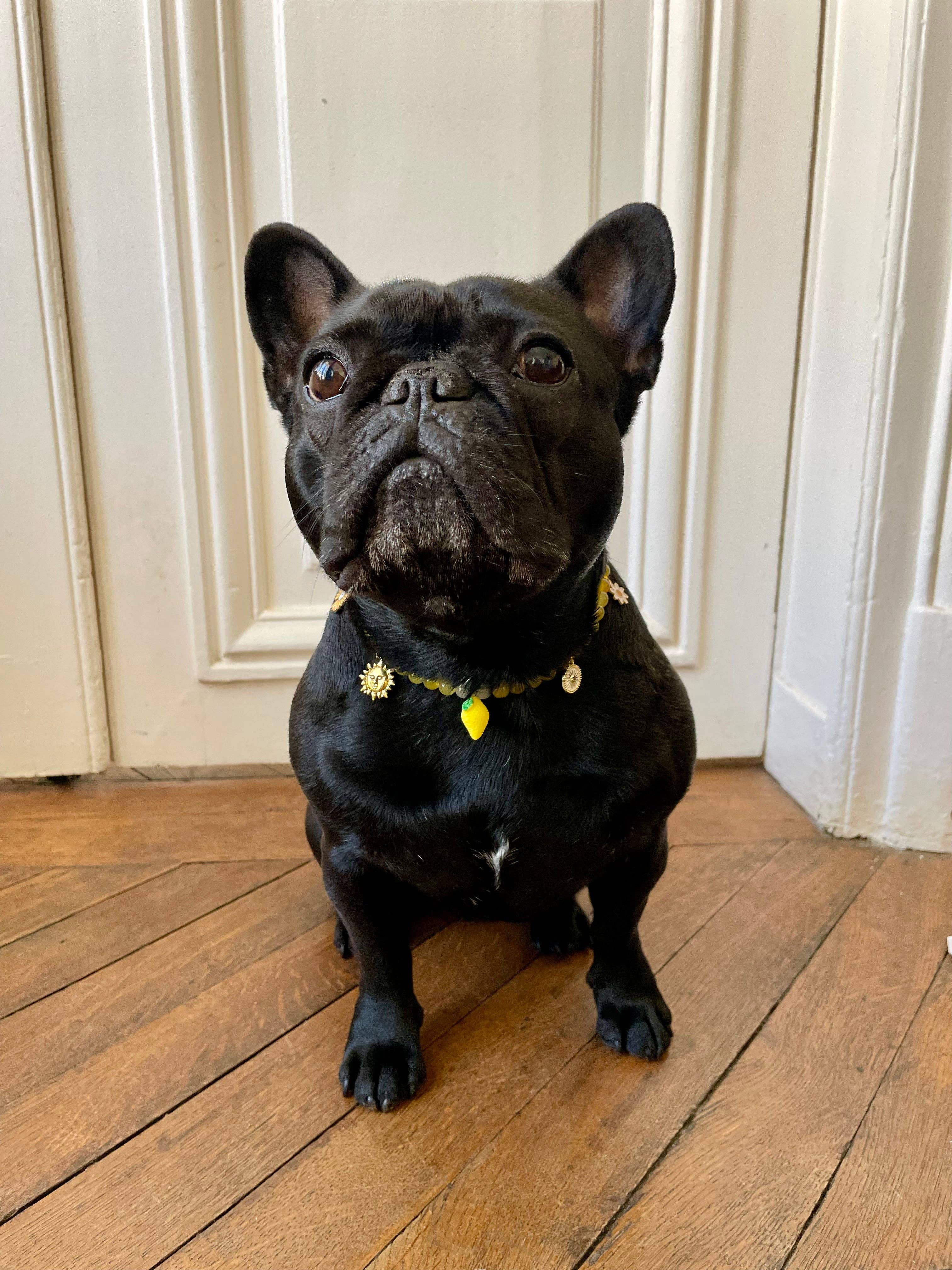Collier en perles pour chien et chat Limoncello