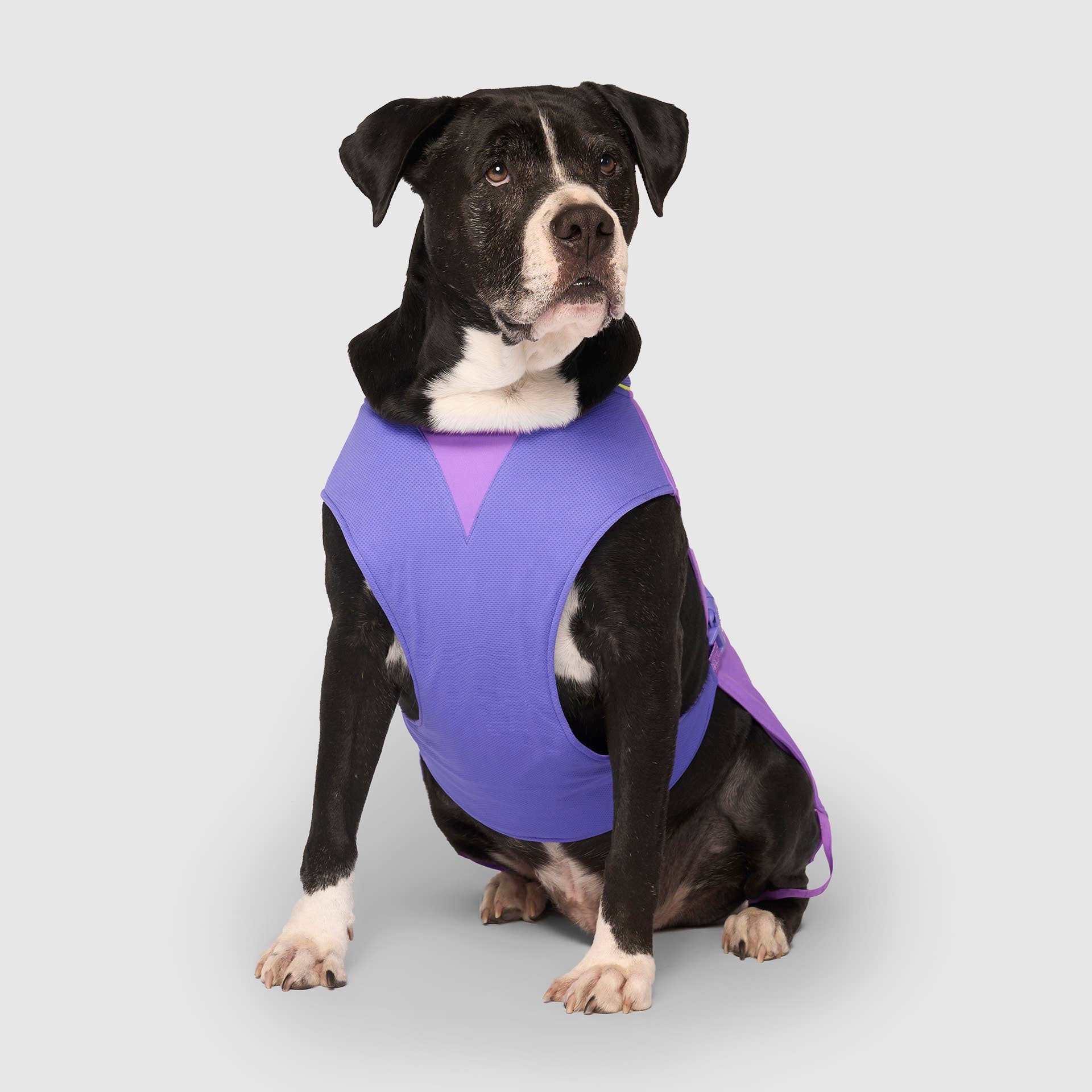 Gilet rafraîchissant Max Chill pour chien