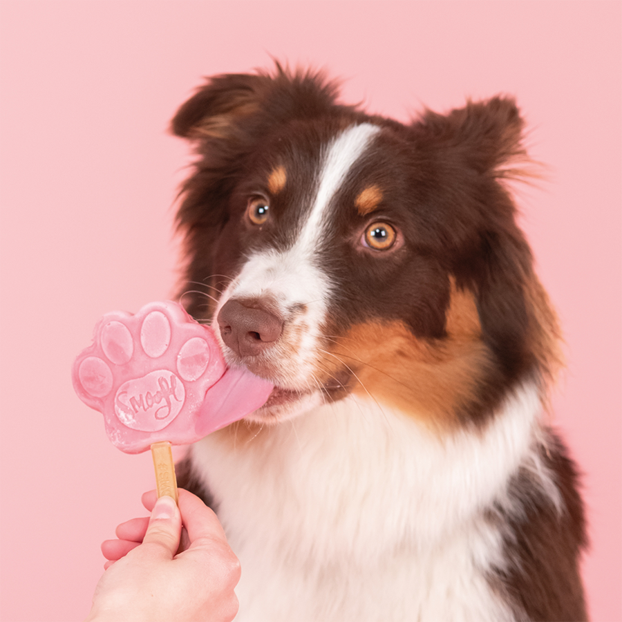Glace pour chien - Pastèque