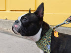 Médaille "Hot dog"