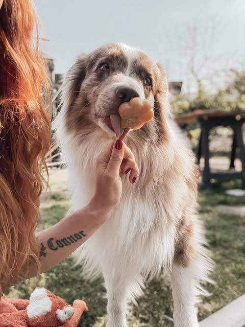 Glace pour chien - Beurre de cacahuète