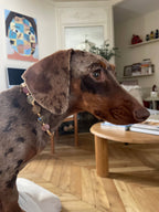 Collier en perles pour chien et chat Calypso