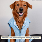 Veste réversible