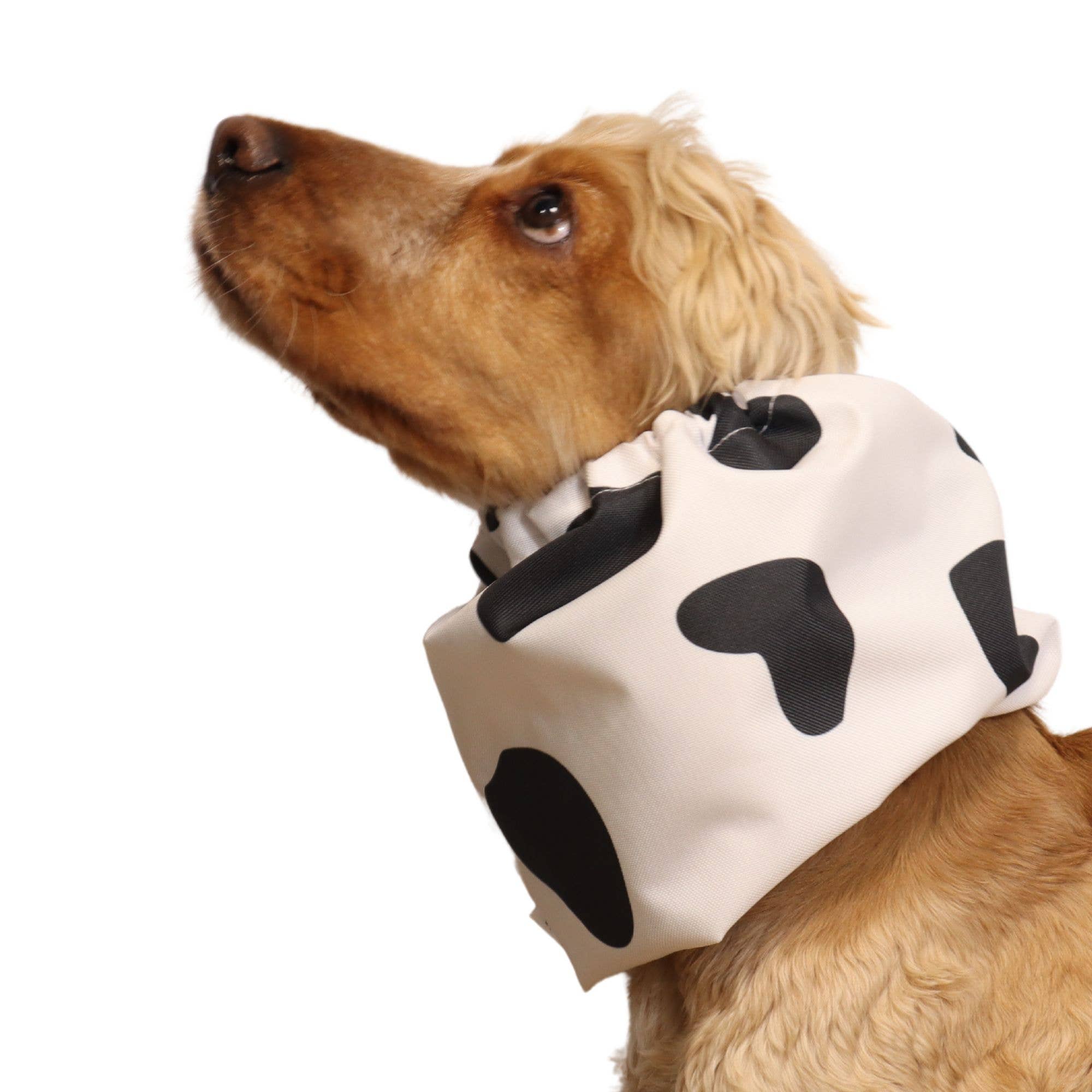 Snood imperméable pour chien | MOOOOOO