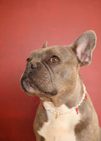 Collier en perles pour chien et chat Picante