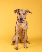 Bandana - Fielding