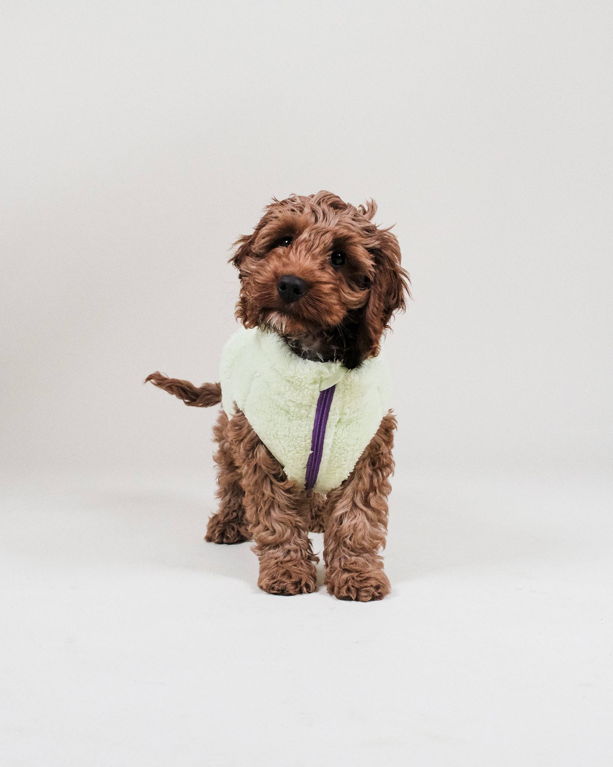 Gilet pour chien en polaire sherpa vert lime