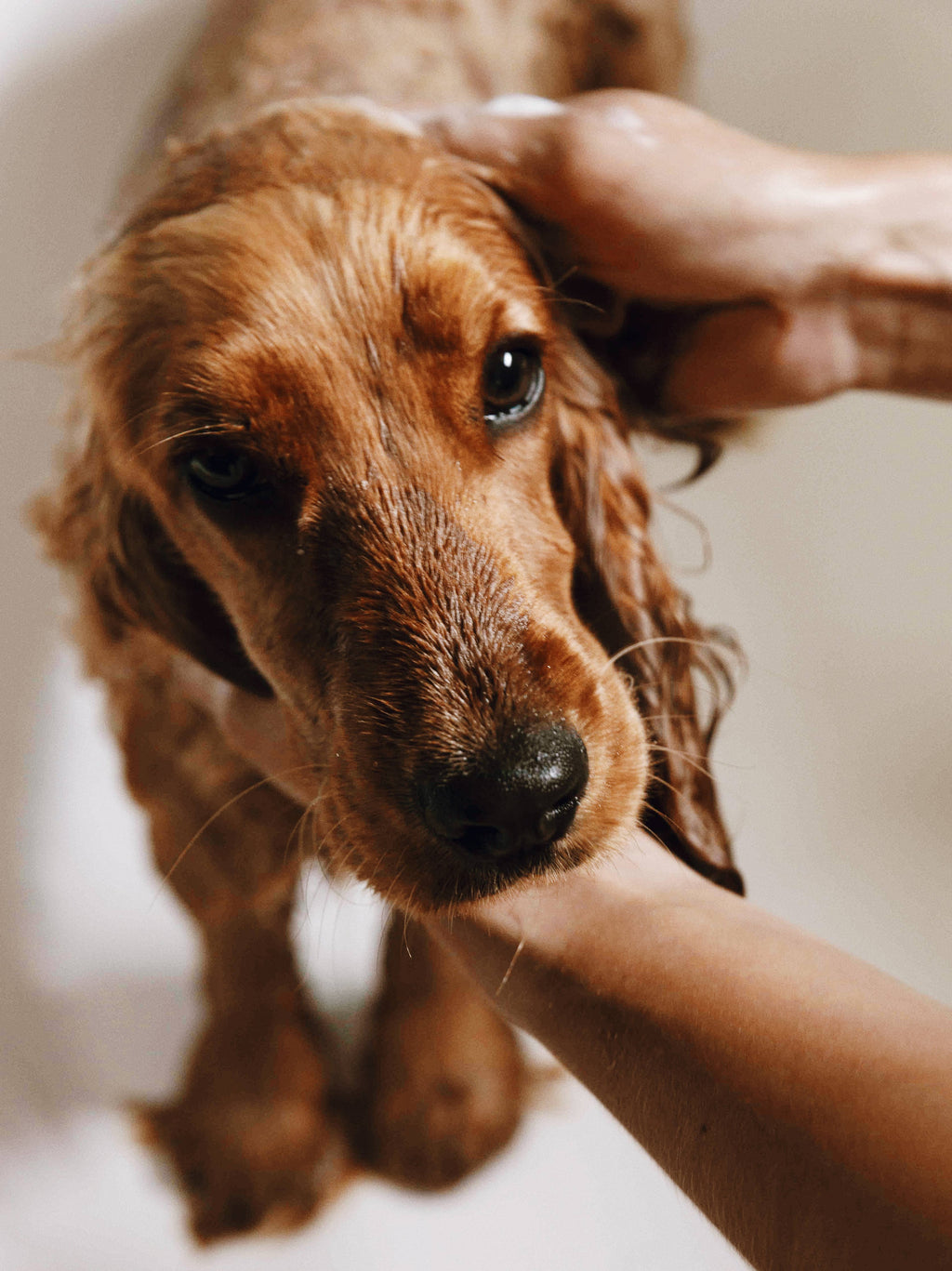 Shampoing doux pour peaux sensibles