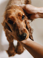 Shampoing doux pour peaux sensibles