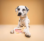 Biscuit Pour Chien “Happy Birthday”