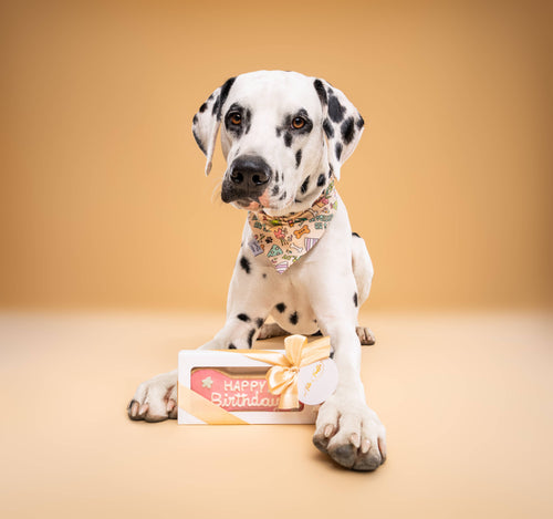 Biscuit Pour Chien “Happy Birthday”