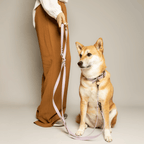 Laisse chien MULTIPOSITION biothane - LAVANDE