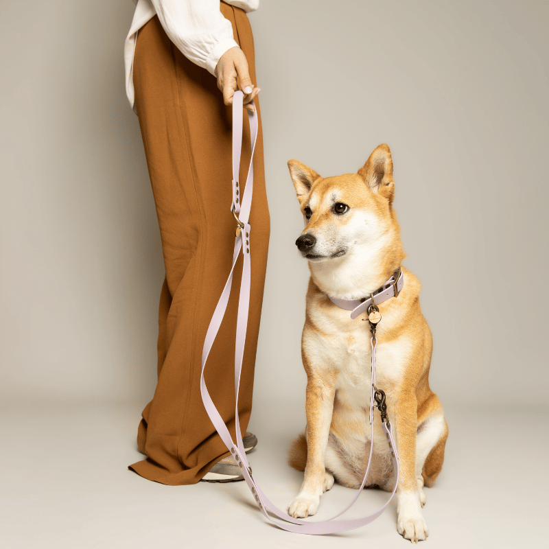 Laisse chien MULTIPOSITION biothane - LAVANDE