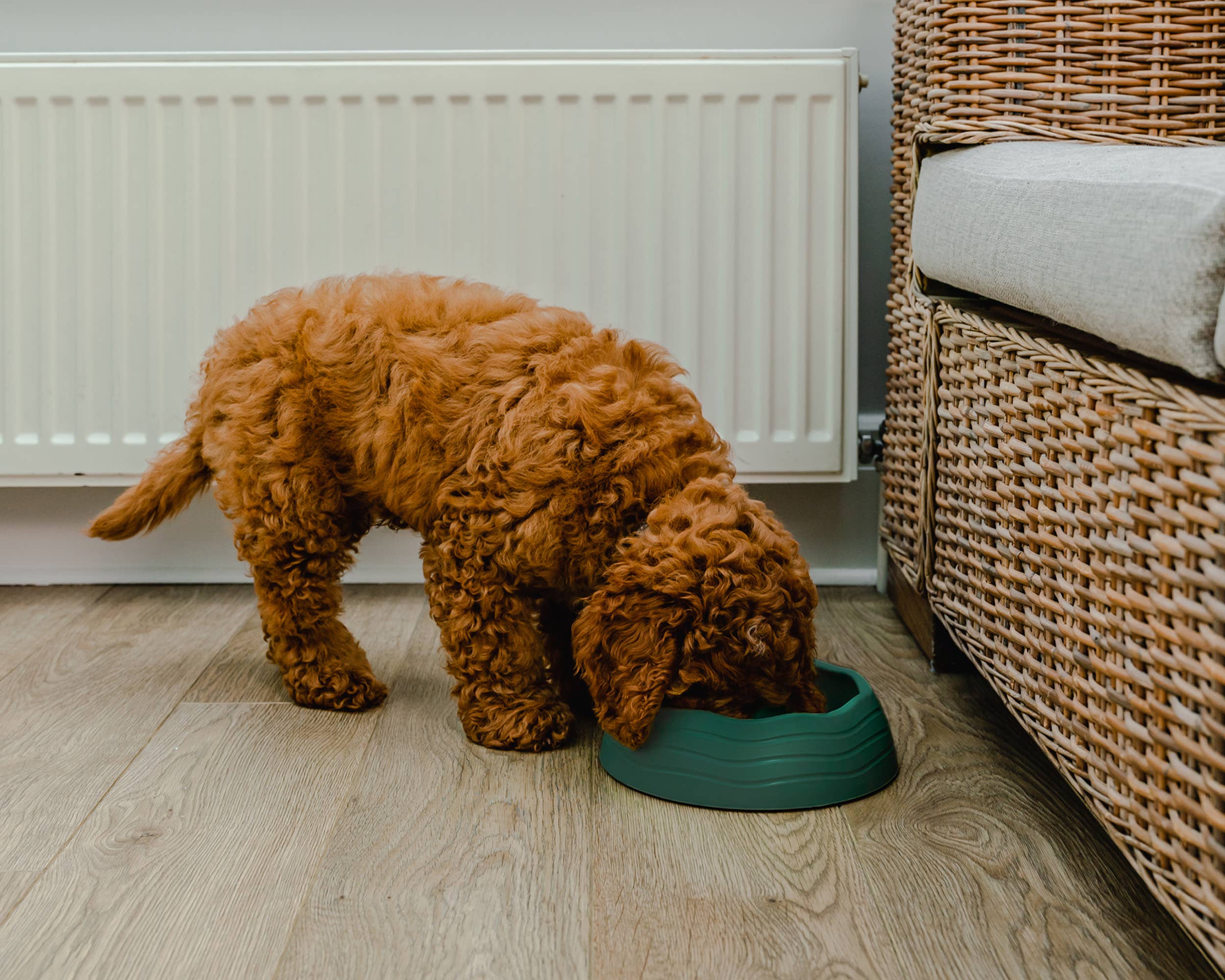 Gamelle pour chien en plastique océanique recyclé