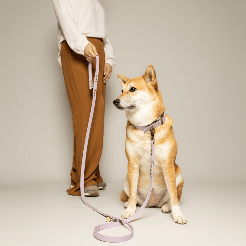 Laisse chien MULTIPOSITION biothane - LAVANDE