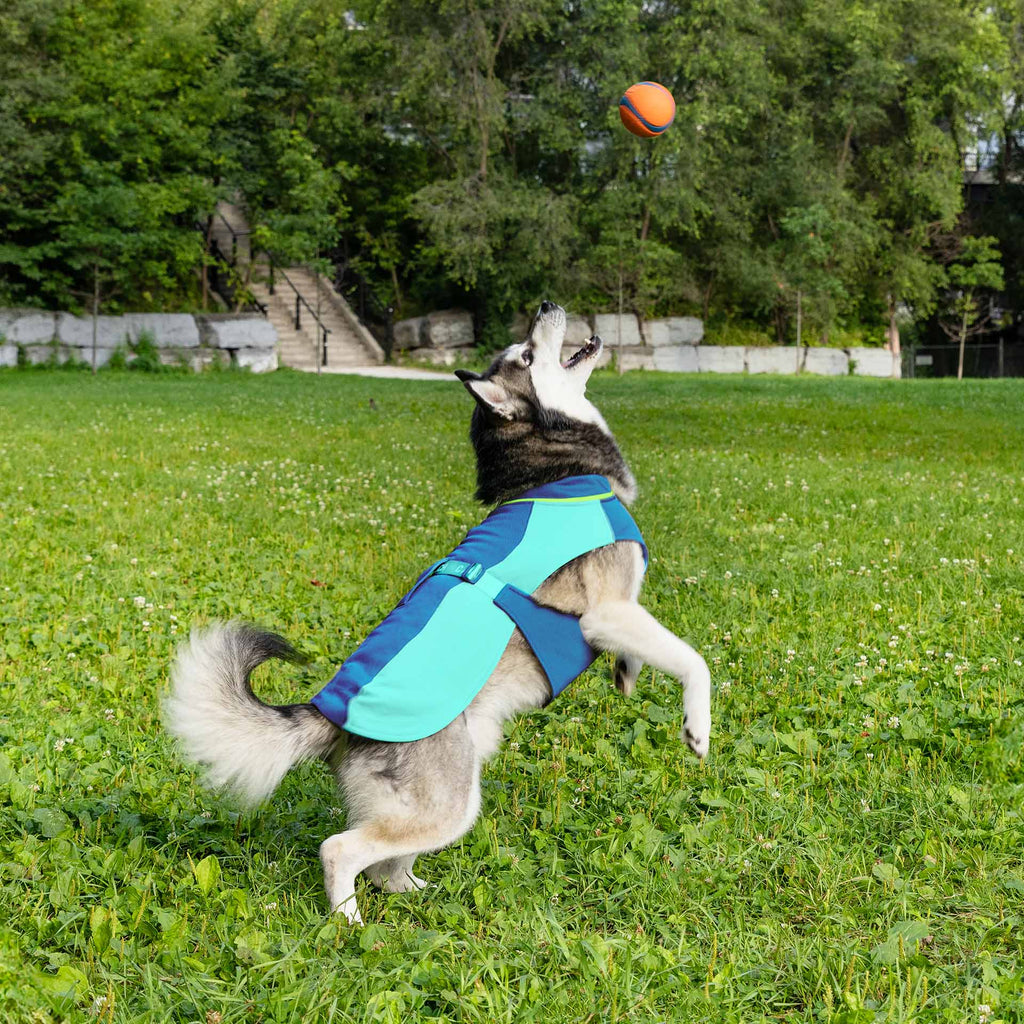 Gilet rafraîchissant Max Chill pour chien