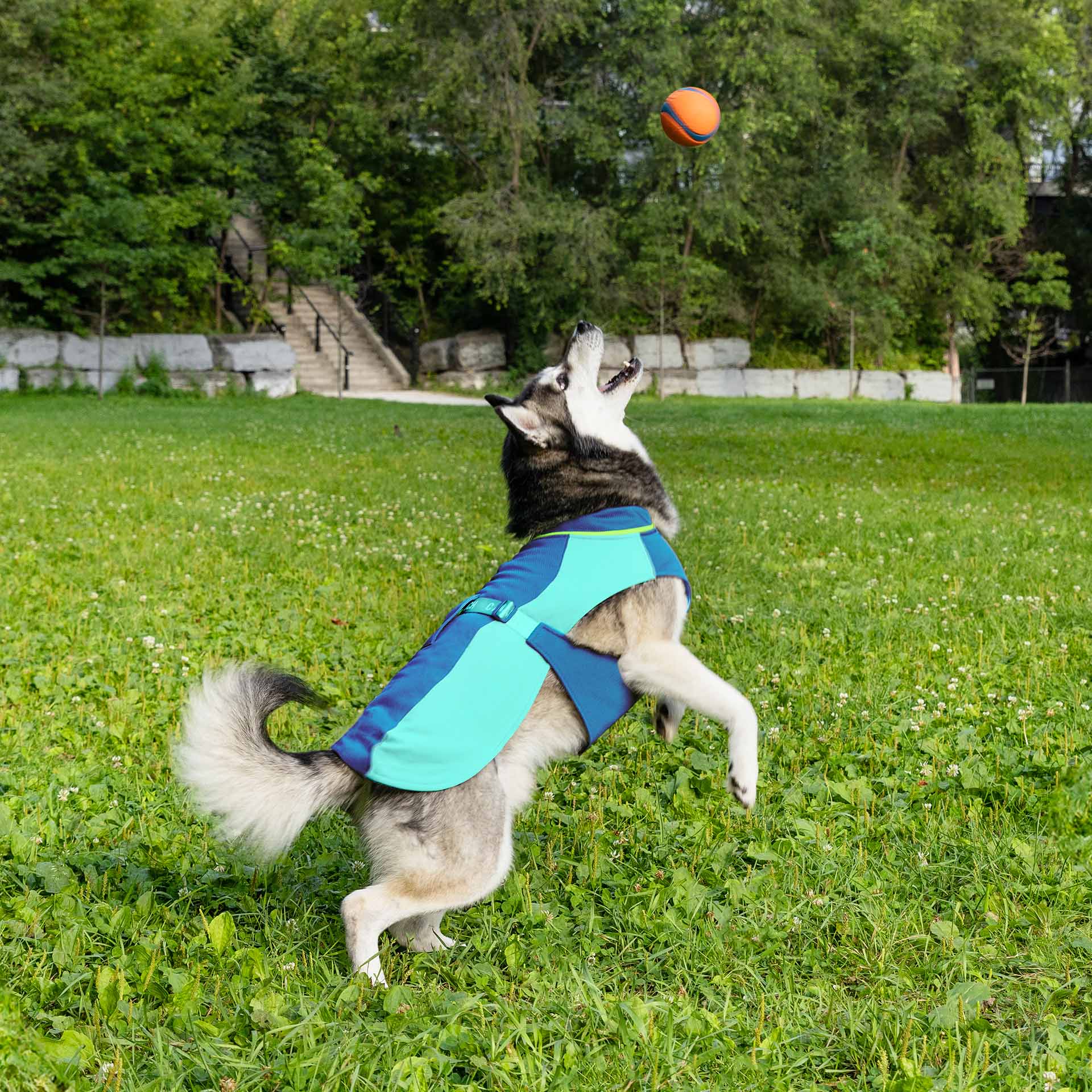 Gilet rafraîchissant Max Chill pour chien