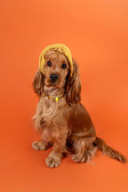 Collier en perles pour chien et chat Limoncello
