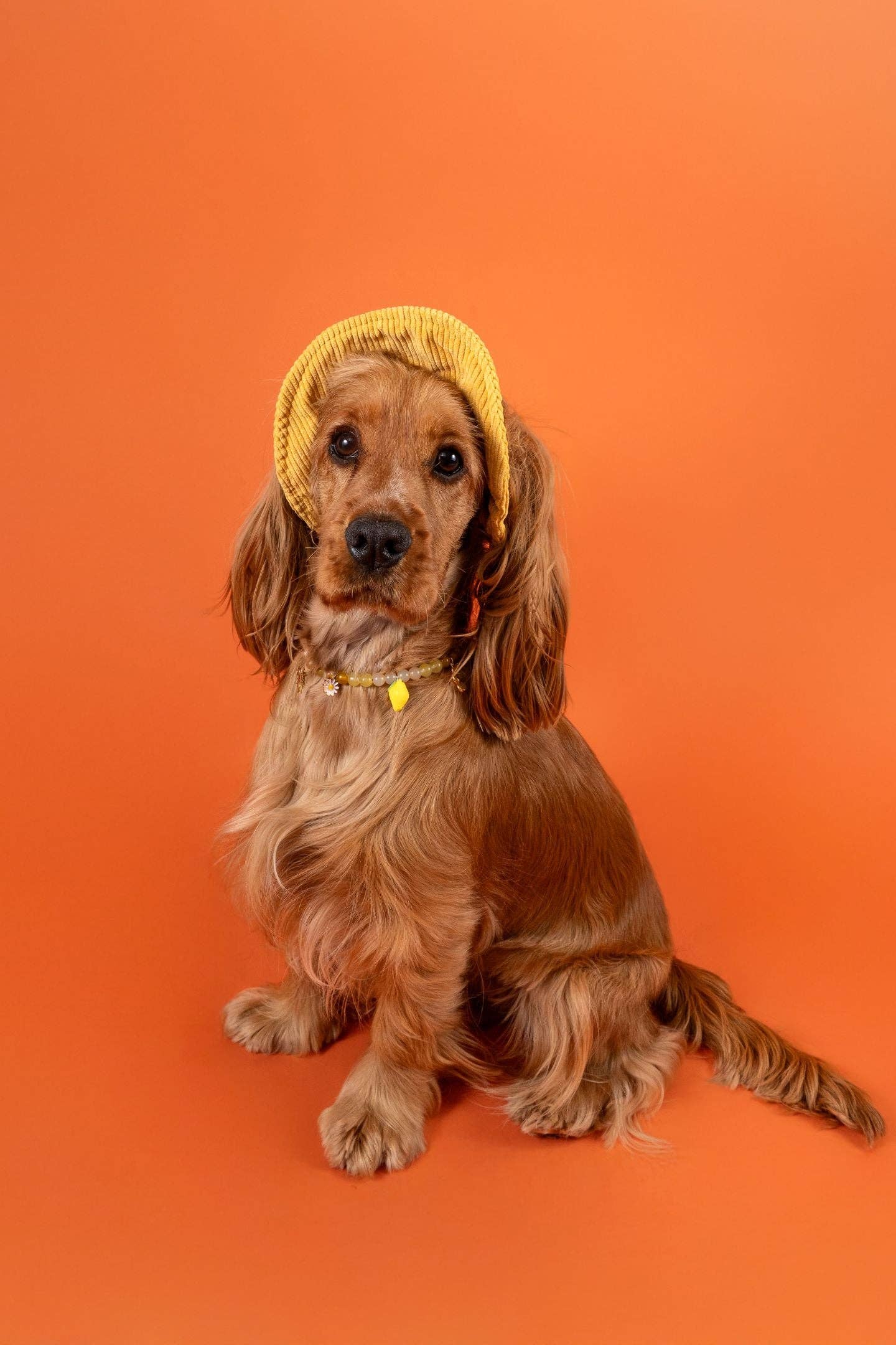 Collier en perles pour chien et chat Limoncello