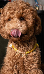 Collier en perles pour chien et chat Limoncello