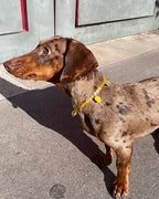 Collier en perles pour chien et chat Limoncello