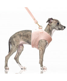 Harnais petit chien