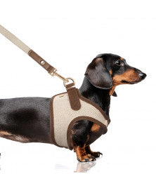 Harnais petit chien