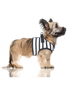 Harnais petit chien