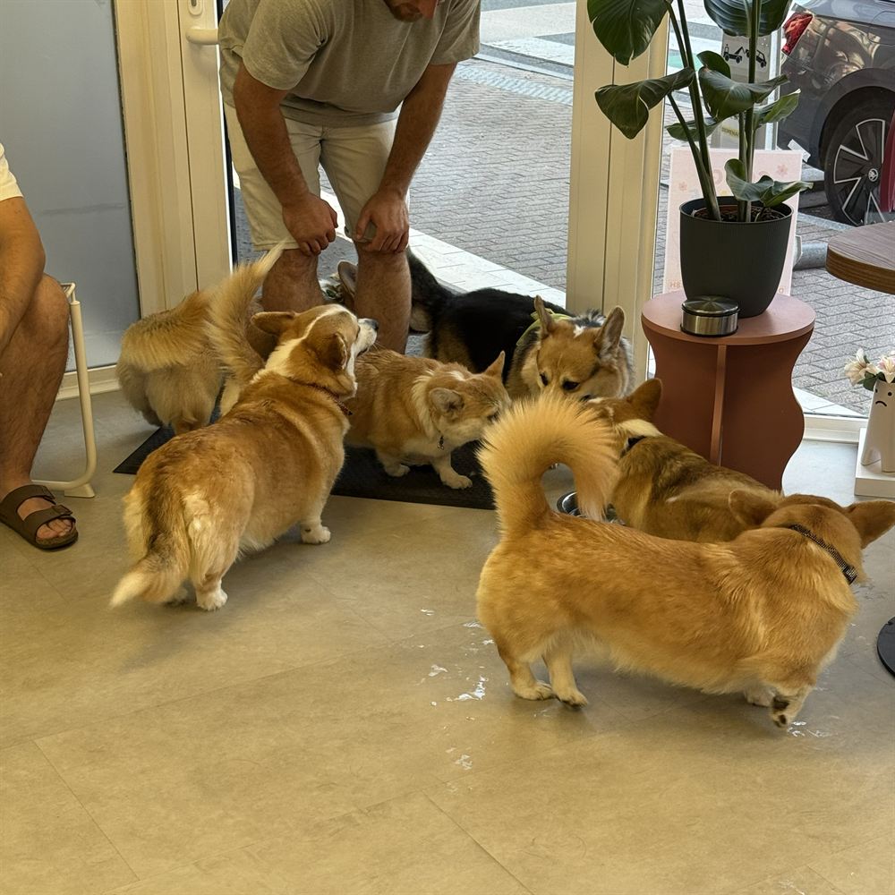 Rassemblement Corgi