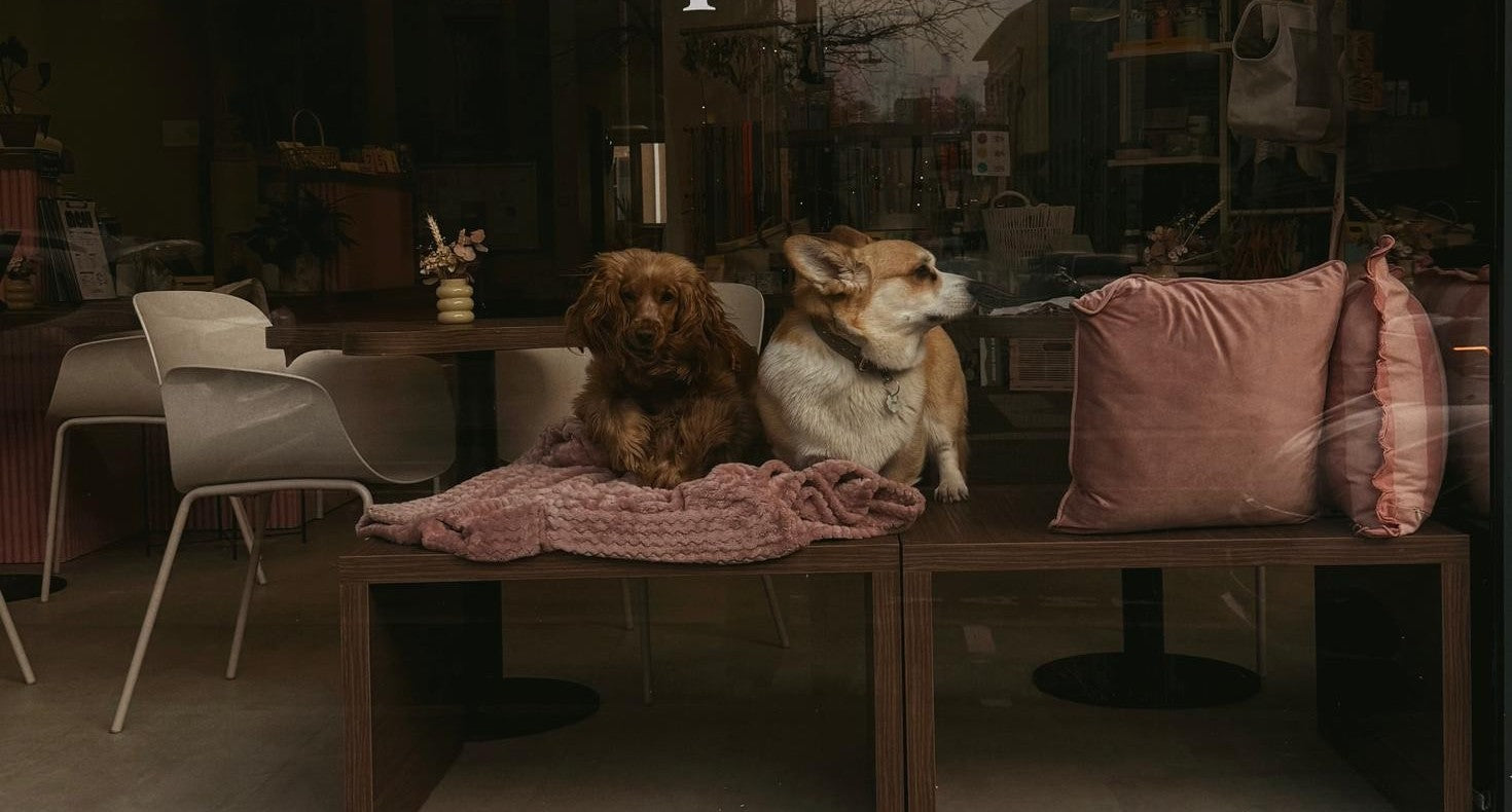 K-NIN - Café, Dog Wash et Boutique à Belfort